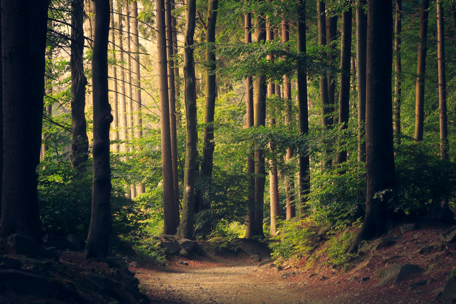 A quiet woodland path bordered by trees and green plants